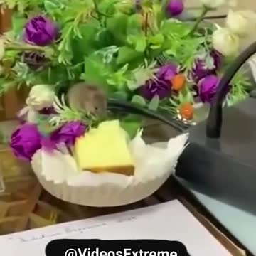 Fa parte della Yeshivah