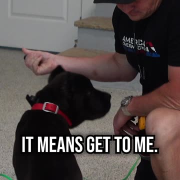 Should You Use an E-Collar on Puppies?