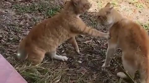 Cat 😺 fight