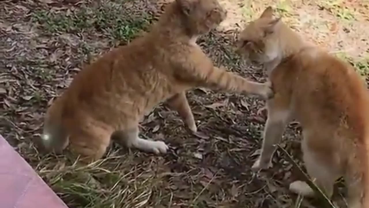 Cat 😺 fight