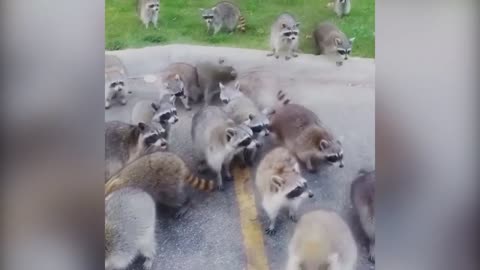 Raccoons. Preparation for the next video)))