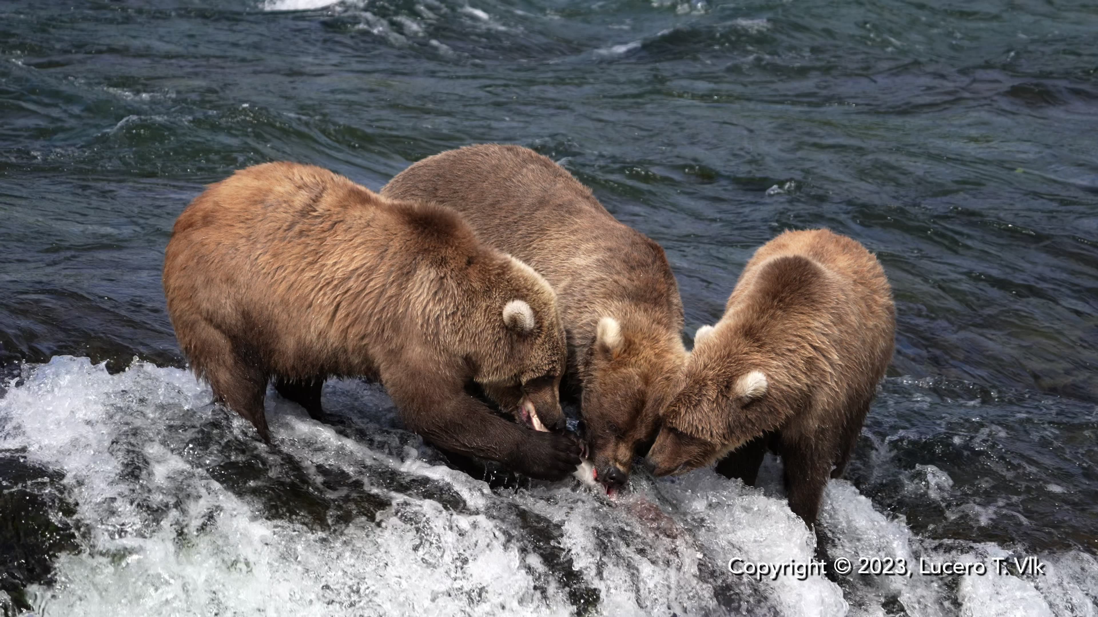 Brooks Falls, Katmai, Alaska: The Epic Wilderness of Bears and Salmon