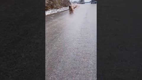 Funny Animals Video - Cute Animals Video Compilation - Try Not To Laugh - Part 5