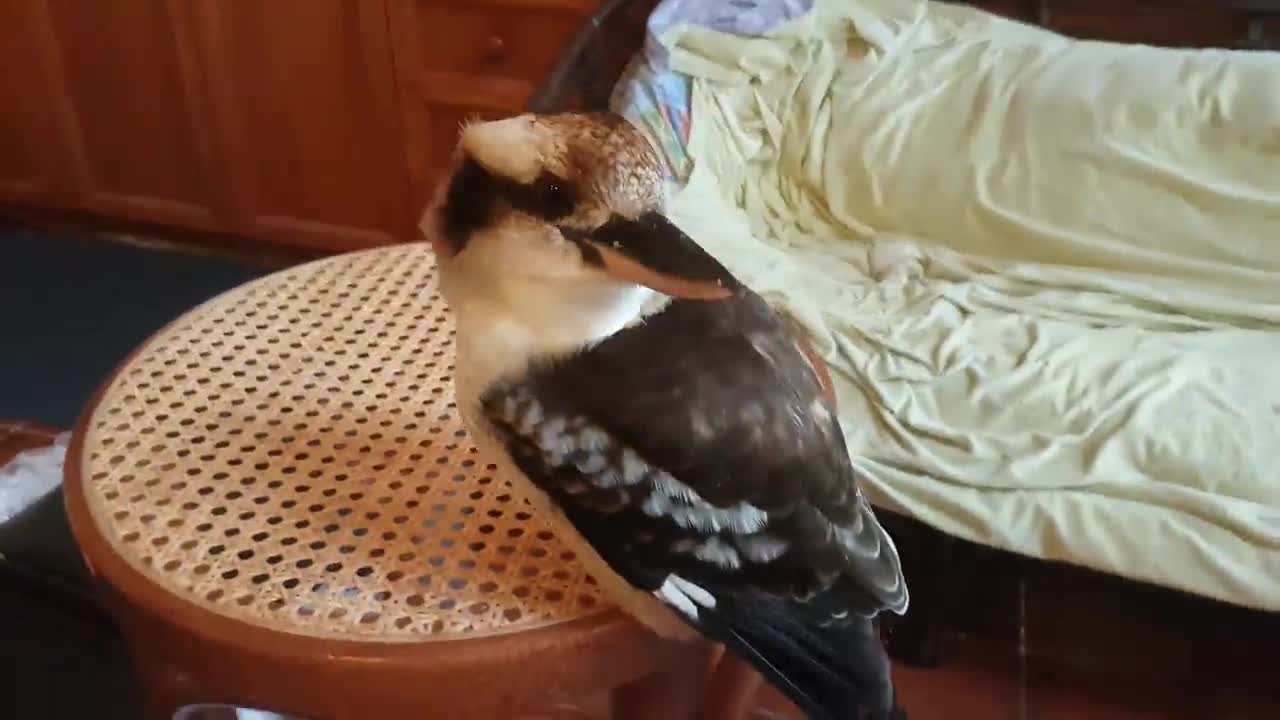 Overrun by cute birds! Kookaburras and a magpie.