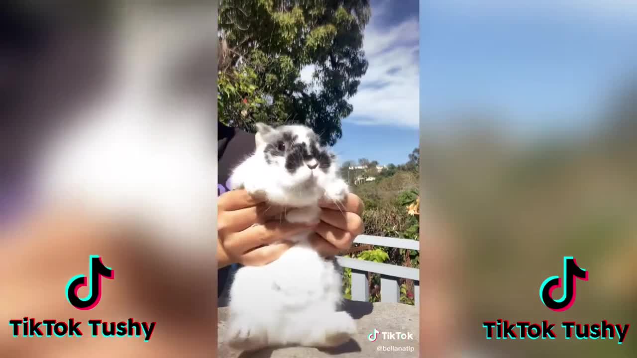 TheCUTESTBunniesonTikTokBunnyCOMPILATIONp1