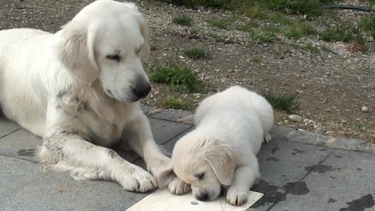 Dog Golden Retriever