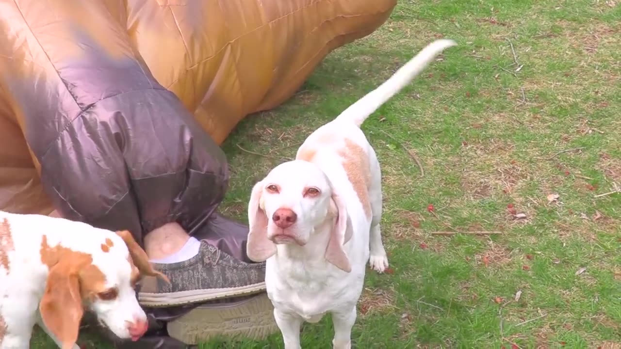 Puppy Vs Giant Pillow