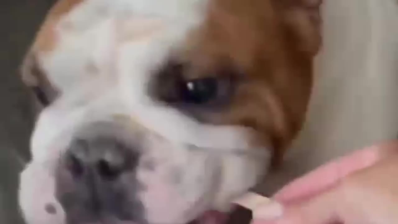 Funny Animals