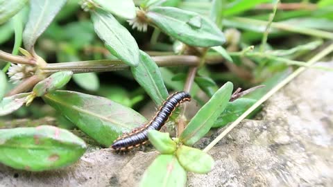 millipede walking video