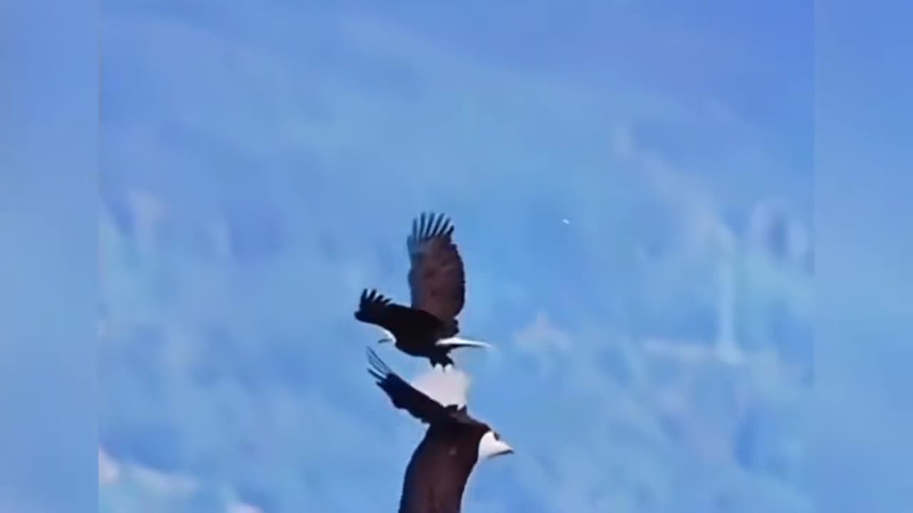 The Faith Of Animals