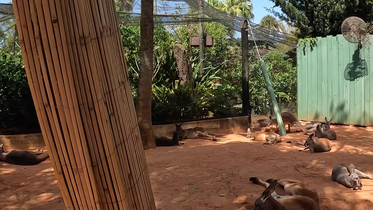 Cute Sleeping Kangaroo at Busch Gardens Tampa Florida