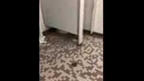 Possum in the bathroom