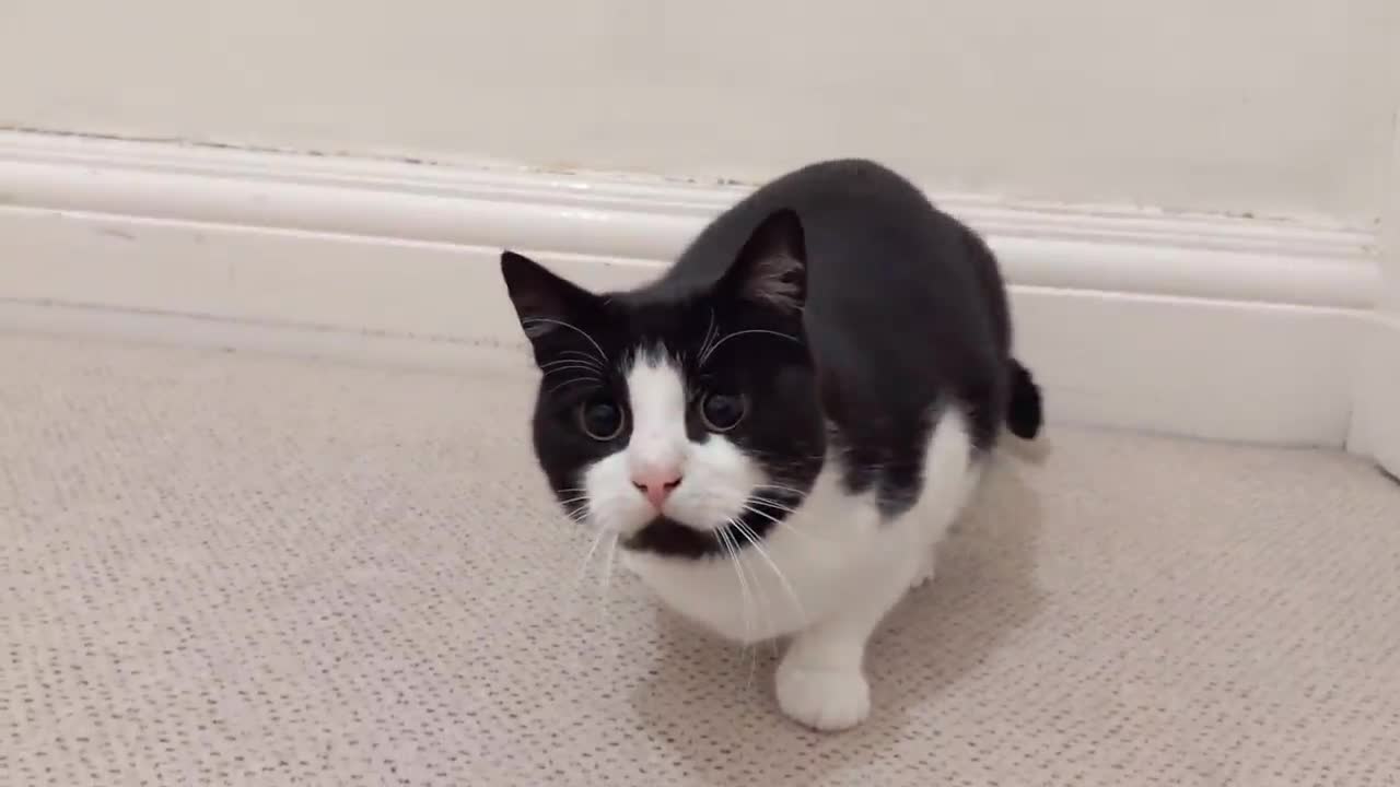 Cat Wiggles Butt Before Pouncing