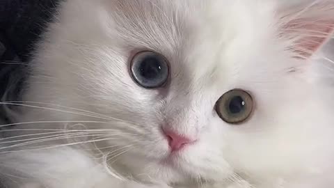 Video Funny Cats 45