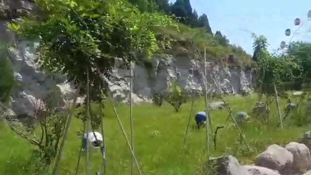 small saplings on the road