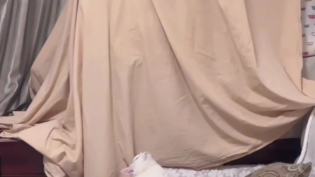 SLEEPING CAT VIDEO