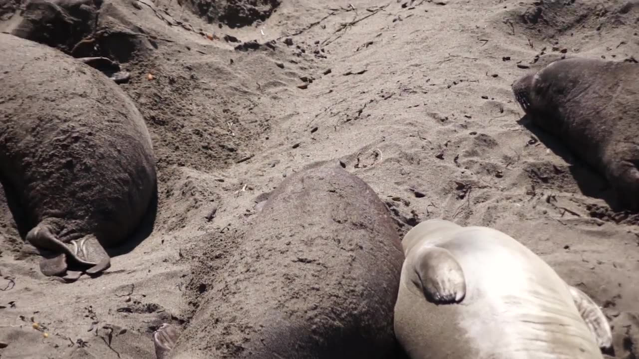 Animal For Kids | Seal For Kids | Lovely Seal For Children! Kid Video |