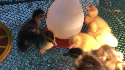 Amazing Pekin Duck Hatching - Baby Ducklings Hatched