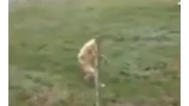 When the false flag happens