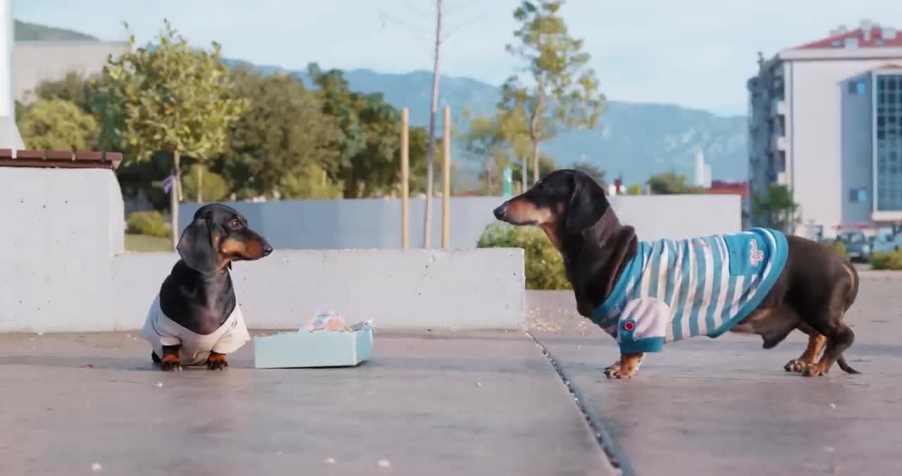 Poor Little Puppies. Cute & funny dachshund dog video