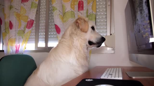 Funny Dog Reaction to Screaming Ducks