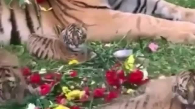 Animal world cute pet wild animals zero distance tiger