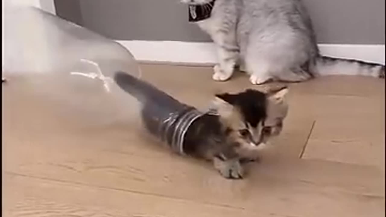 Cat funny kides baby plying botal