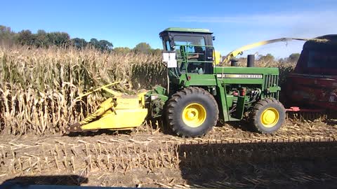 Chopping corn