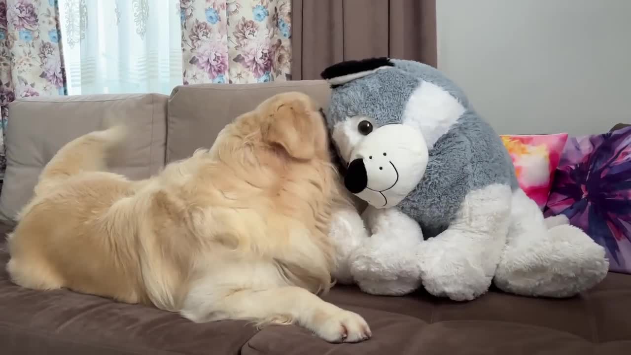 Golden Retriever Attacks a Fake Dog