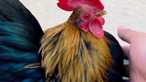 Funny Chicken| Lovely Chicken| Cute Chicken| Japanese Bantam Chicken 🐓🐓