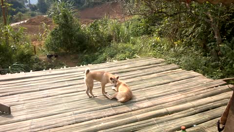 hunting dog purebred