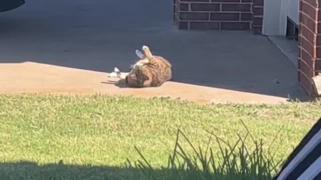 My neighbors cat kills me every day 🤣💀