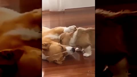 Dog Play video