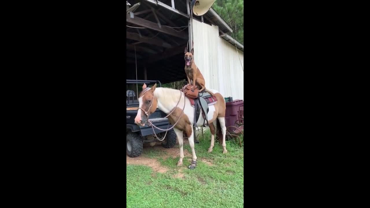 Malinois dog sits on top of gentle horse friend