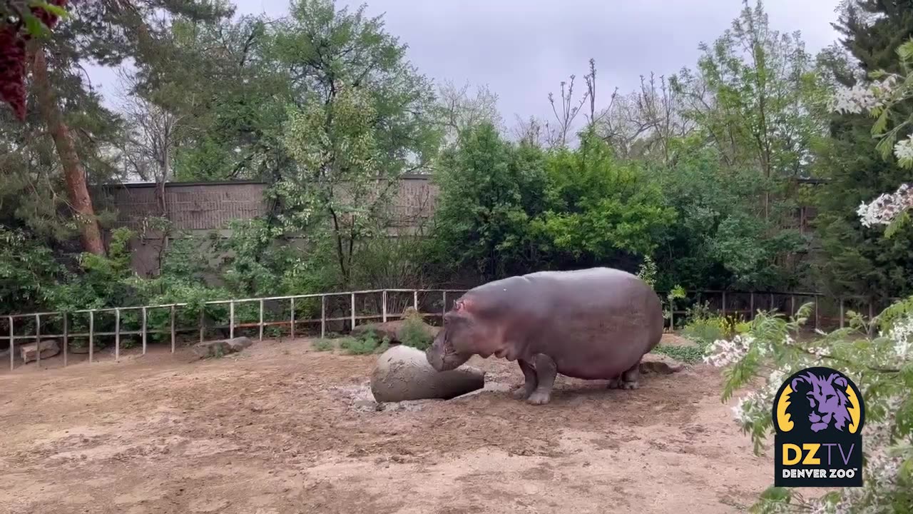 Mahali the Hippo Enjoying the Rain