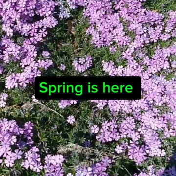 Thrift flowers 🏵️🌸🌼