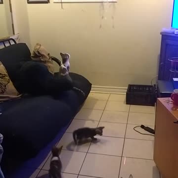 One laser pointer vs three kittens