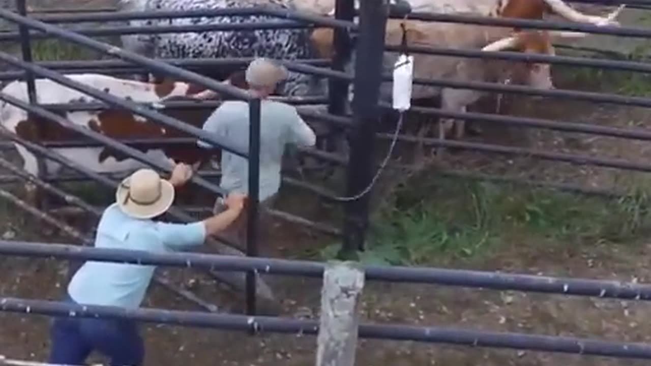 Longhorn cows