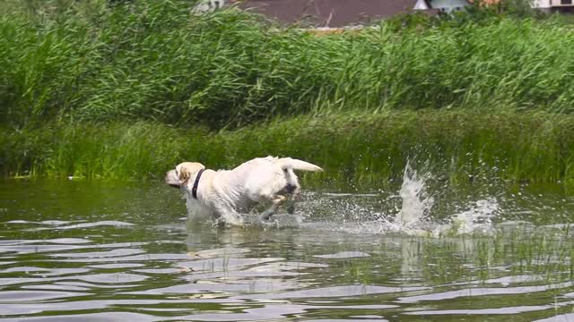 Let's play with water