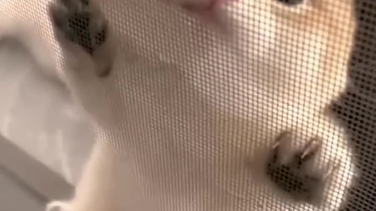 Cute and funny cat 💓