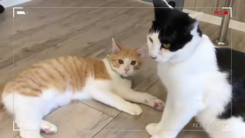 Funny angry cat fighting