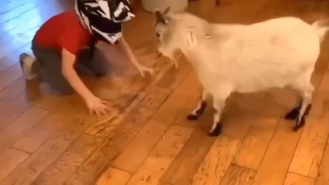 Funny Animals 2