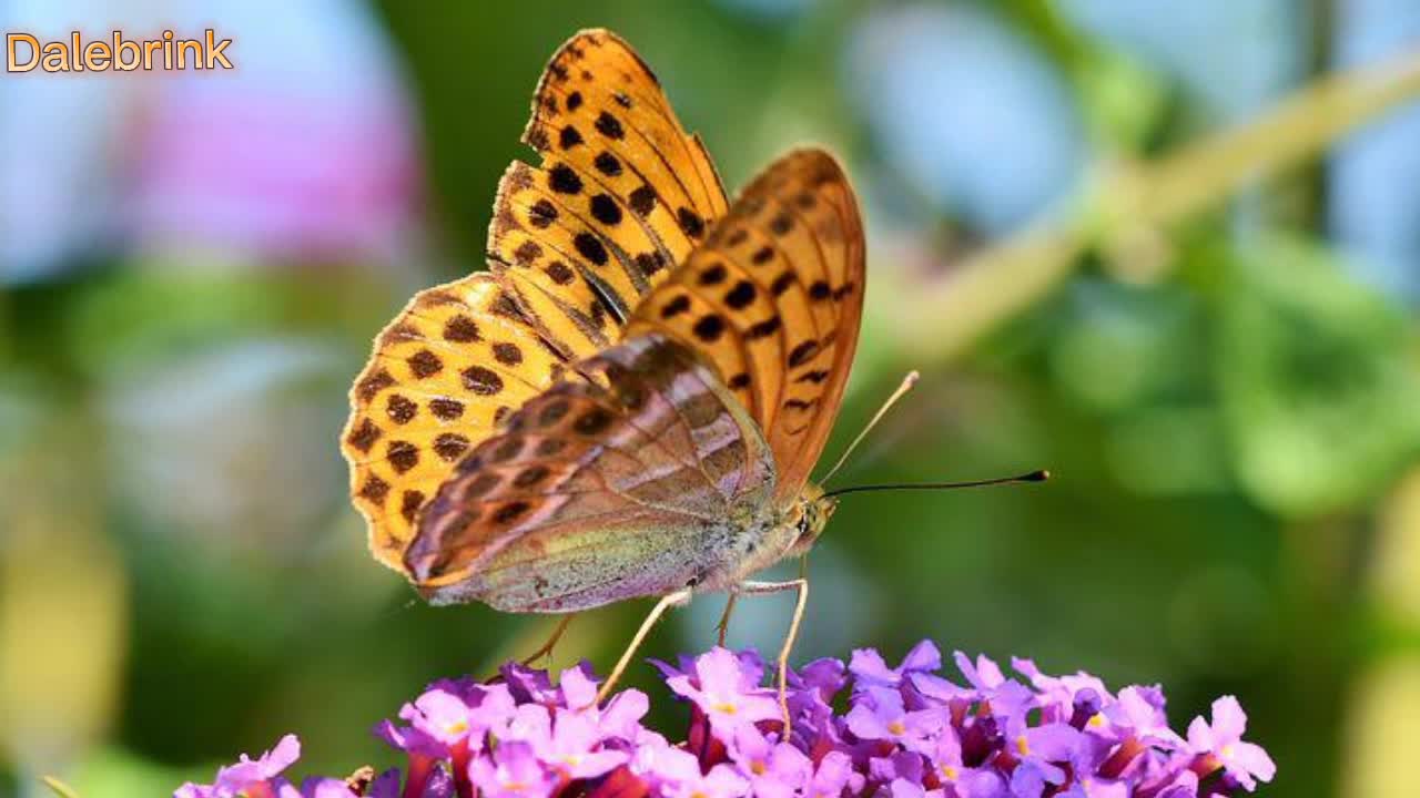 Será que a borboleta já nasceu pronta pra voar ?