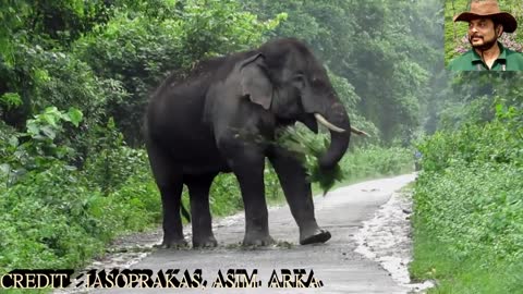 Big Tusker Boss Clearing Road For His Family.