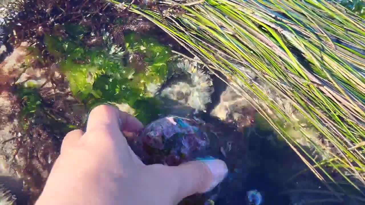 Lots of crabs and octopus on low tide days.🦀🐙🦀