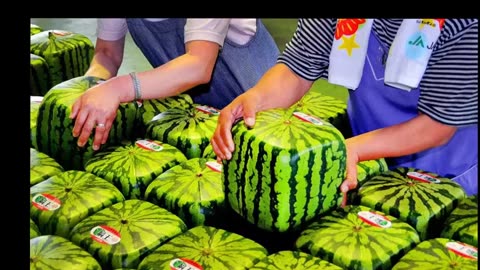 How to make a square watermelons