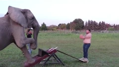 Elephant stunt gone WRONG