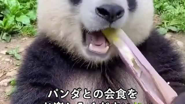 panda