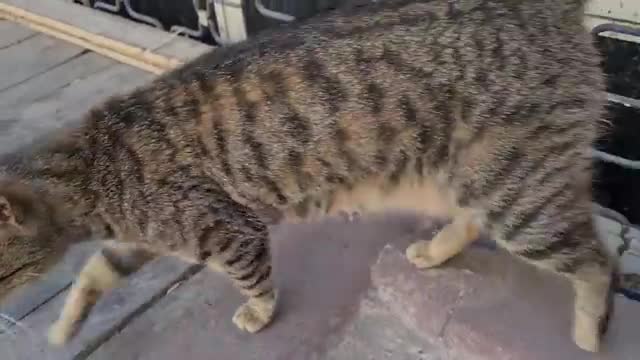 4 Cute Kitten Gets Angry At Me For Approaching Their Territory And Wants Me To Talk Away 👴😎💕