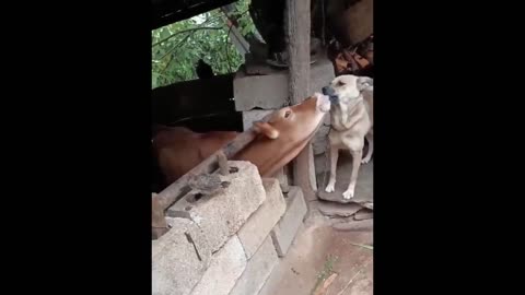 Funny dogs and cats video 2024 New!